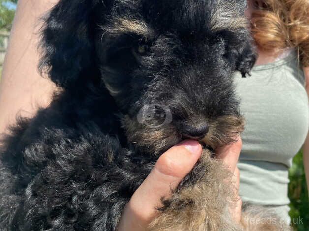 Poodle puppies for sale in Bodmin, Cornwall – 11 months old - Image 5 of 5
