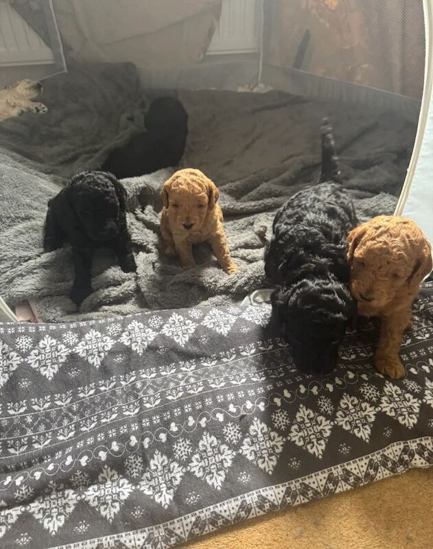 Amazing Home-Raised Red, Apricot, Black Furry Friends