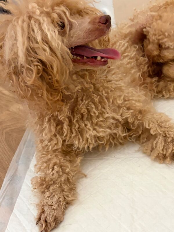 ⭐ ⭐amazing toy poodles - Image 8 of 8