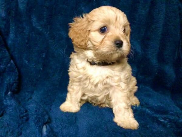 Poodle puppies for sale in Worsley, Greater Manchester – 1 year old - Image 1 of 5