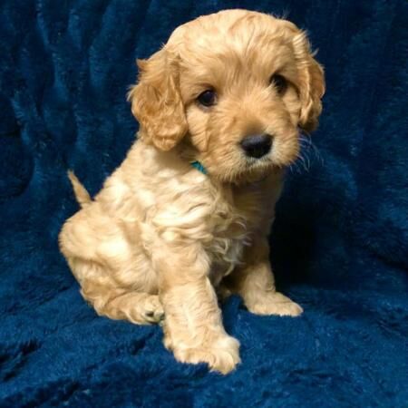 Poodle puppies for sale in Worsley, Greater Manchester – 1 year old - Image 2 of 5
