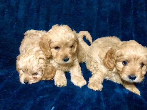 Poodle puppies for sale in Worsley, Greater Manchester – 1 year old - Image 3 of 5