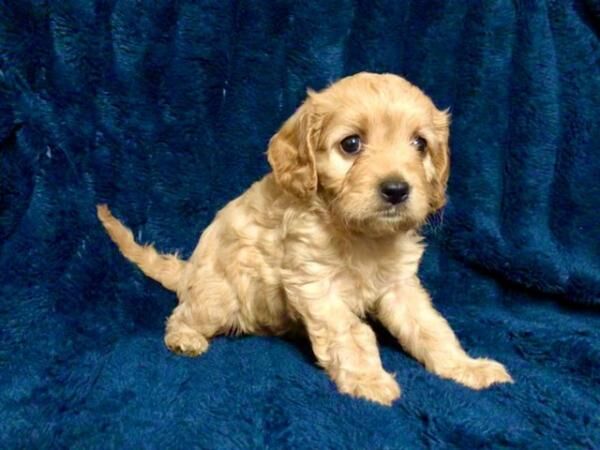 Poodle puppies for sale in Worsley, Greater Manchester – 1 year old - Image 4 of 5
