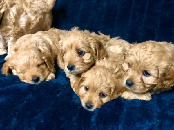 Poodle puppies for sale in Worsley, Greater Manchester – 1 year old - Image 5 of 5