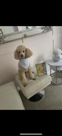 Apricot poodle Boy 3 Years old. for sale in Hartlepool, County Durham