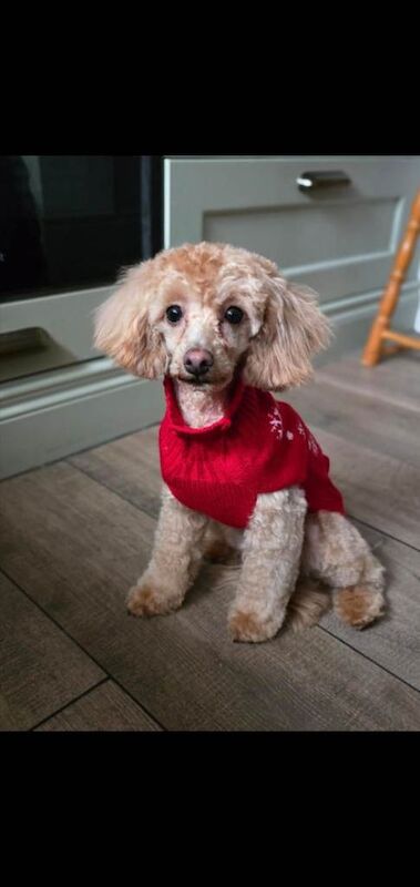 Apricot Toy Poodle