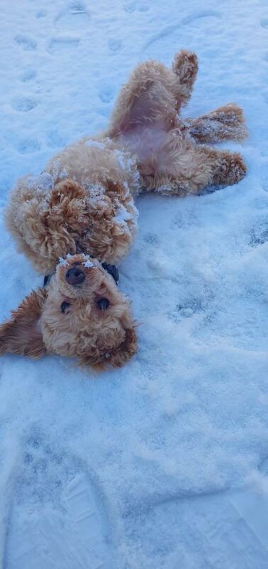 Apricot Toy Poodle - Image 2 of 5
