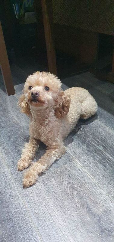 Apricot Toy Poodle - Image 3 of 5