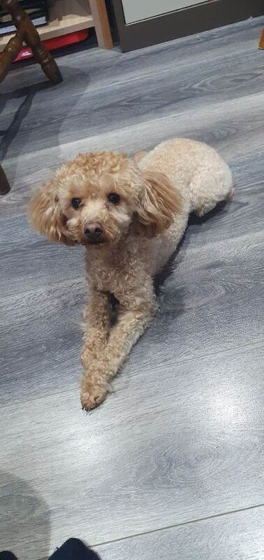 Apricot Toy Poodle - Image 4 of 5