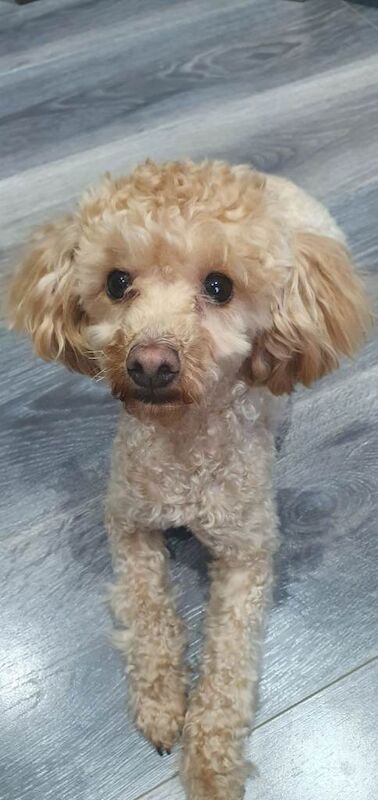 Apricot Toy Poodle - Image 5 of 5