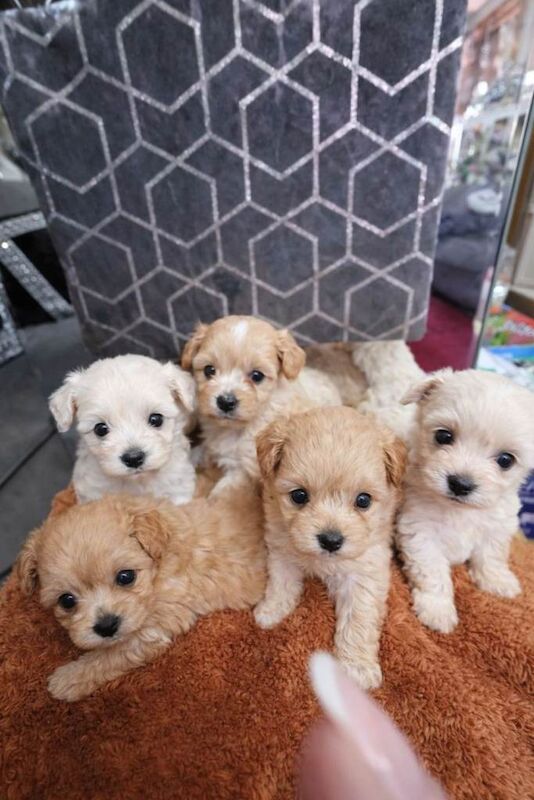 Asian Maltipoo