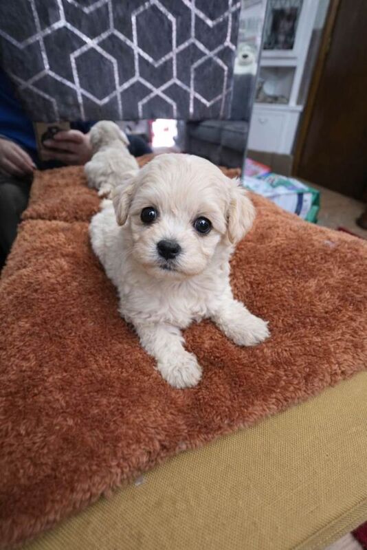 Asian Maltipoo - Image 2 of 3