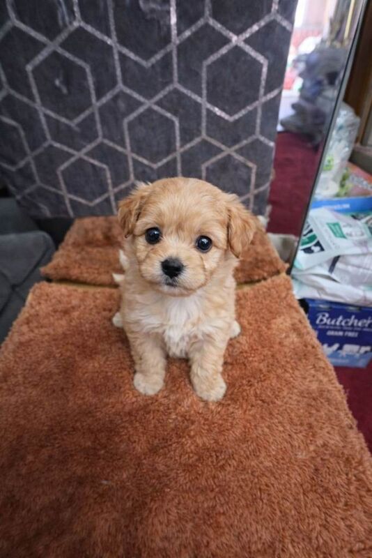 Asian Maltipoo - Image 3 of 3