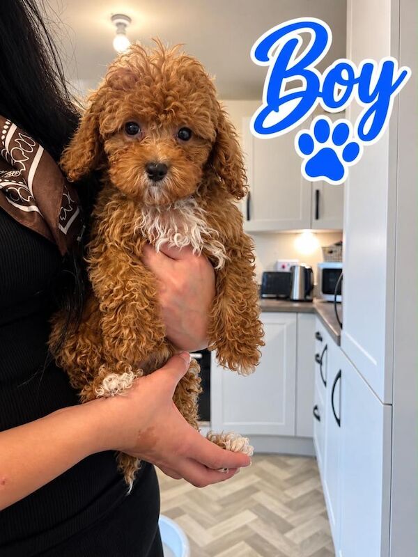 Asian maltipoo Teddy bears