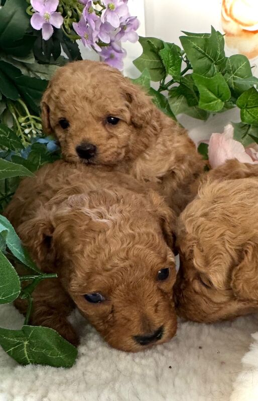Poodle puppies for sale in Norfolk – 3 weeks old