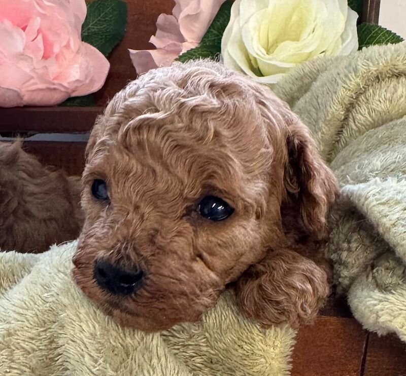 Poodle puppies for sale in Norfolk – 3 weeks old - Image 2 of 5