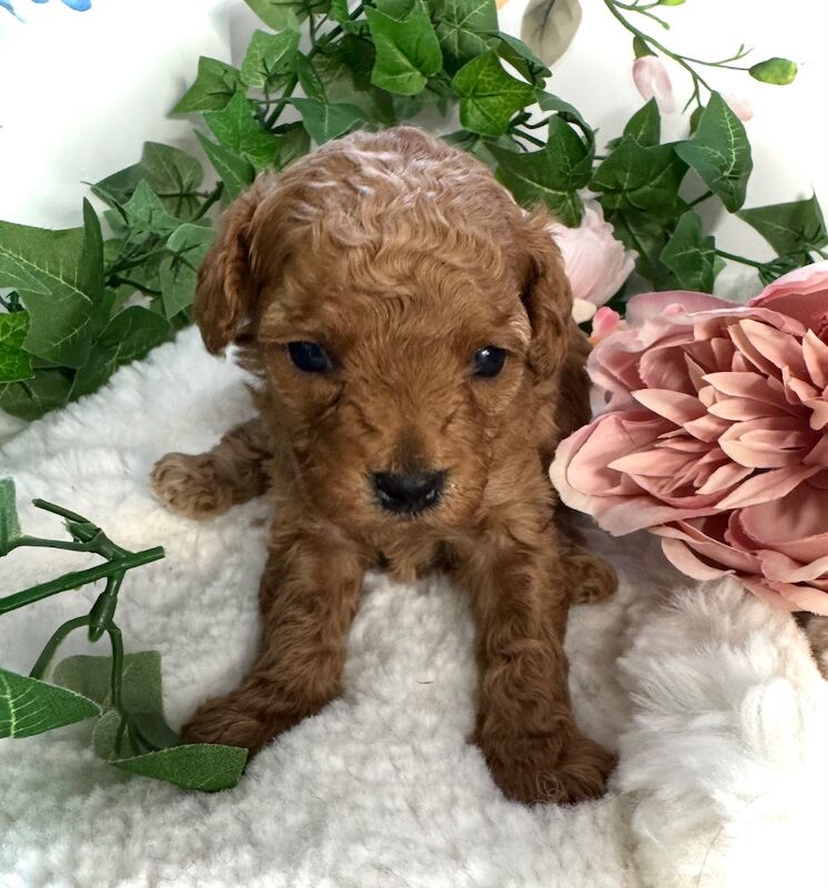 Poodle puppies for sale in Norfolk – 3 weeks old - Image 3 of 5