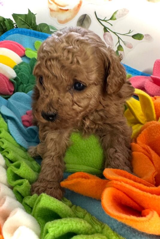 Poodle puppies for sale in Norfolk – 3 weeks old - Image 4 of 5
