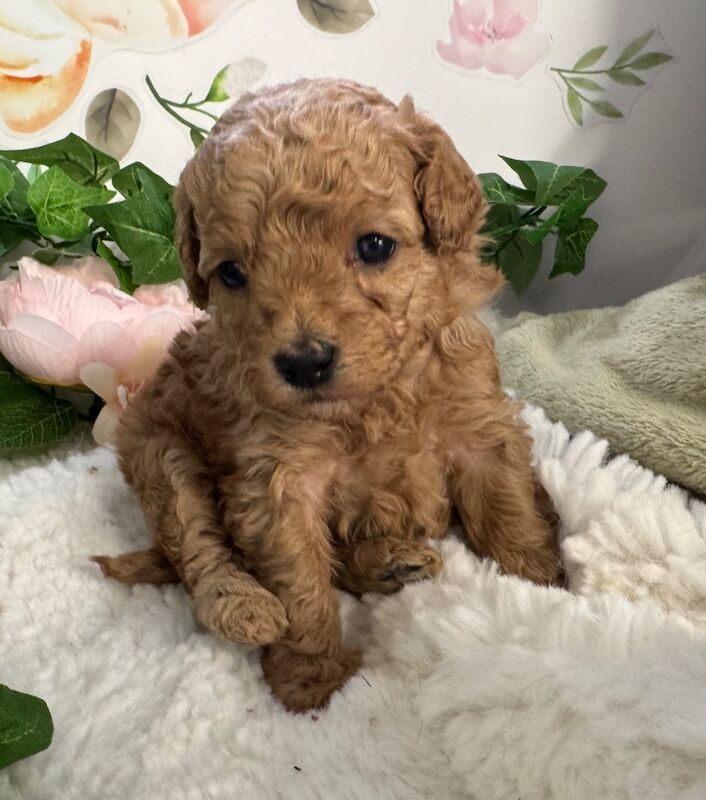 Poodle puppies for sale in Norfolk – 3 weeks old - Image 5 of 5