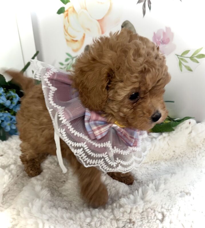 Poodle puppies for sale in Norfolk – 6 weeks old