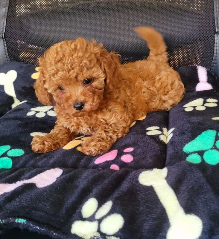 Asian Poodle Male Puppy gorgeous sale