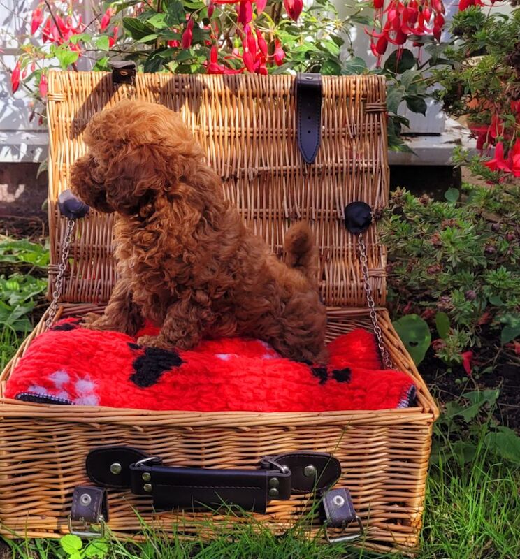 Asian Poodle Male Puppy for sale - Image 2 of 9