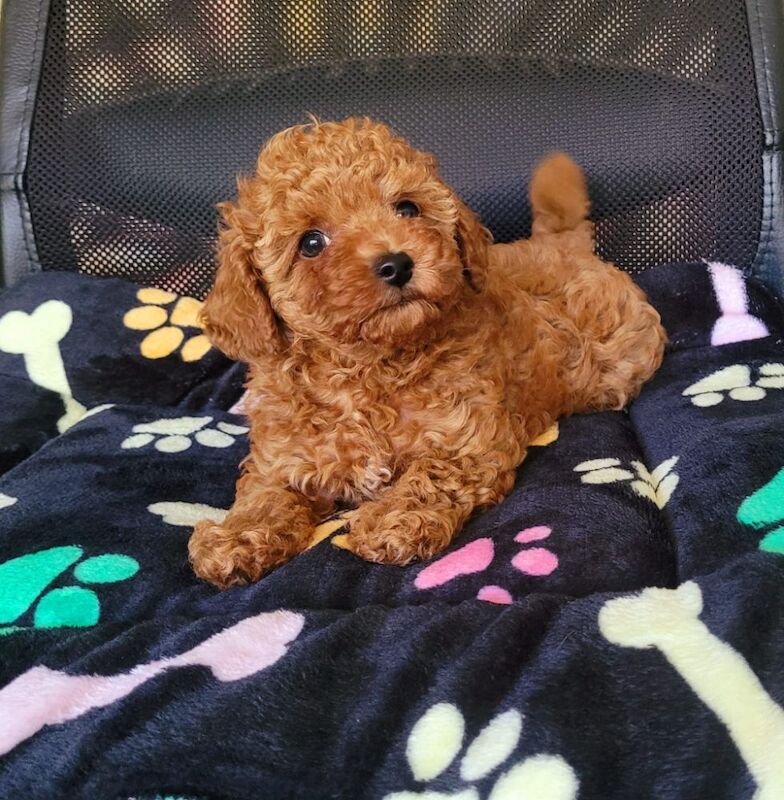 Asian Poodle Male Puppy for sale - Image 3 of 9