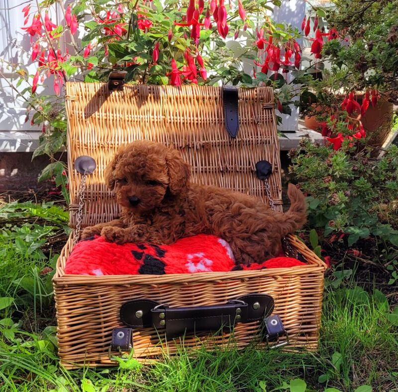 Asian Poodle Male Puppy for sale - Image 4 of 9