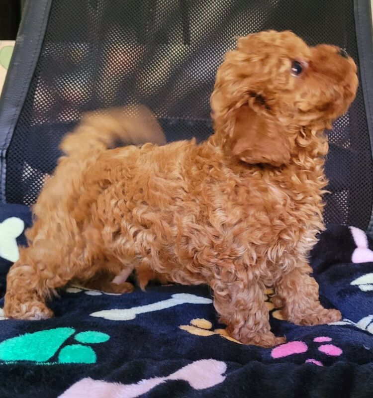 Asian Poodle Male Puppy for sale - Image 5 of 9