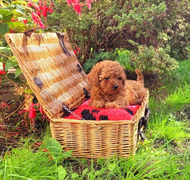 Asian Poodle Male Puppy for sale - Image 7 of 9