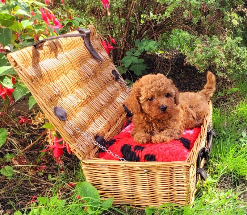 Asian Poodle Male Puppy for sale - Image 8 of 9