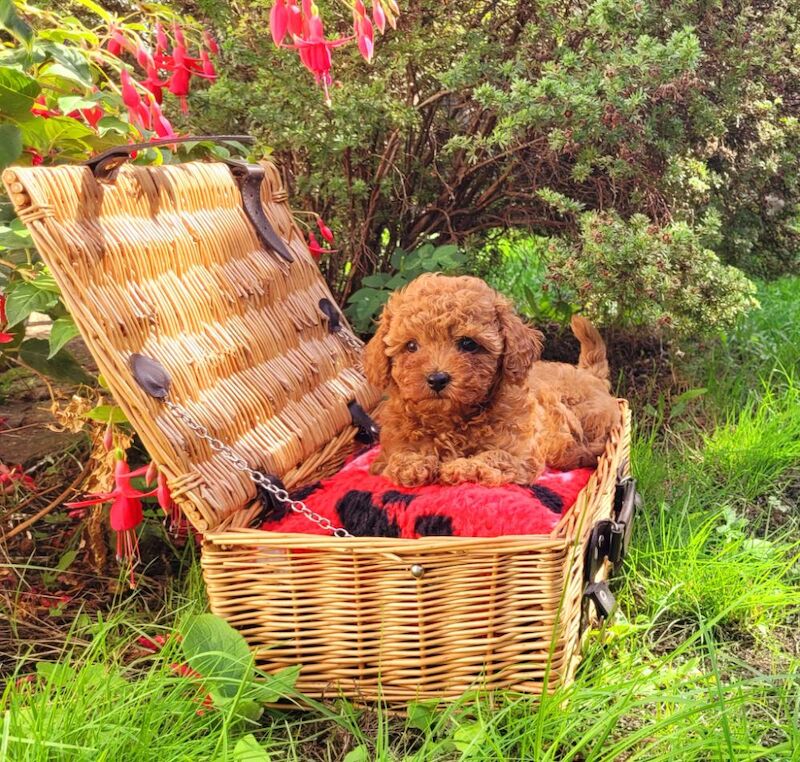 Asian Poodle Male Puppy for sale - Image 9 of 9