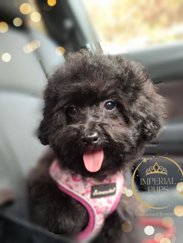 Poodle puppies for sale in Stone, Staffordshire – 4 months old - Image 2 of 3