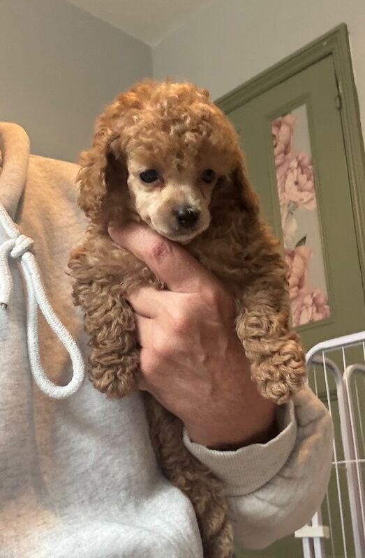Asian x toy poodle