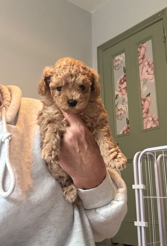 Asian x toy poodle - Image 2 of 7