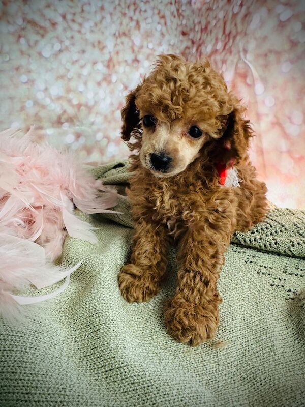 Asian x toy poodle - Image 3 of 7