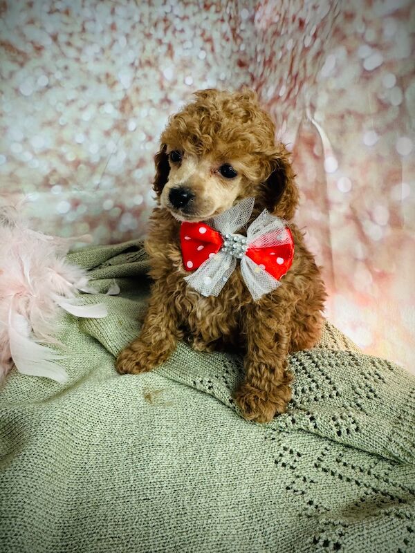 Asian x toy poodle - Image 4 of 7
