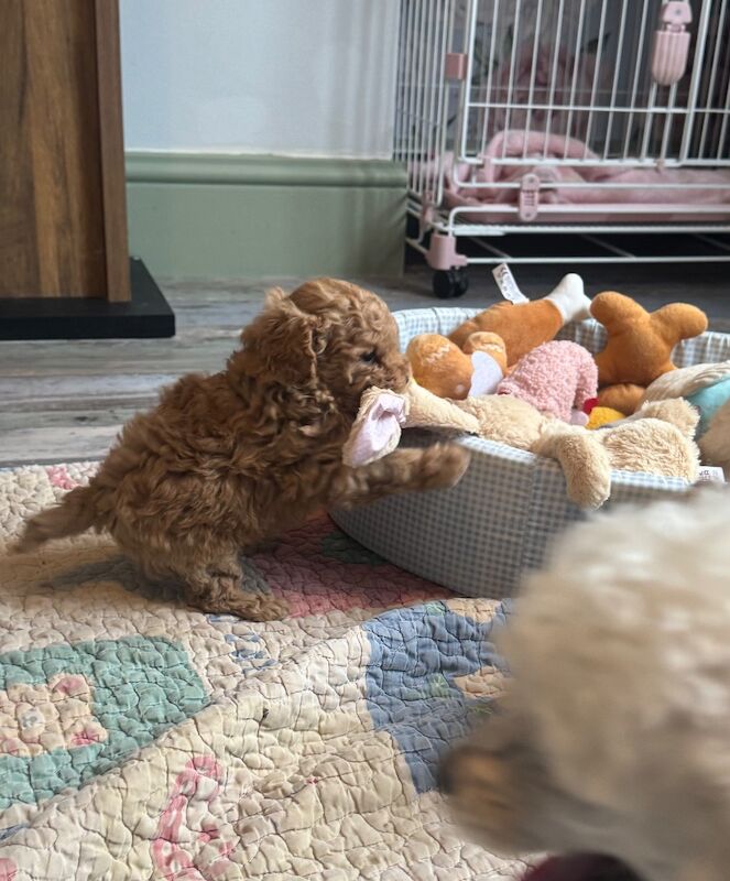 Asian x toy poodle - Image 5 of 7
