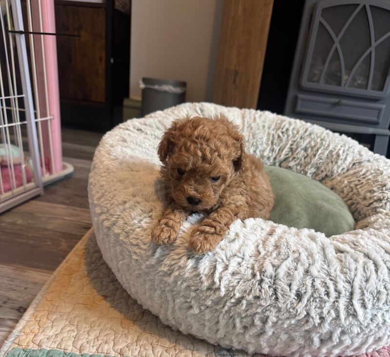 Asian x toy poodle - Image 6 of 7