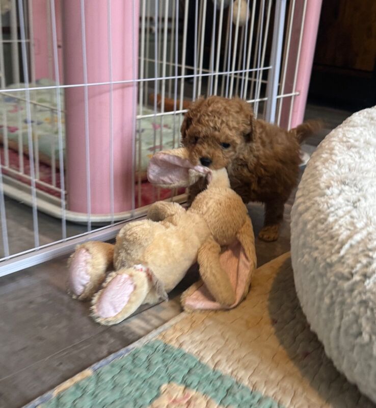 Asian x toy poodle - Image 7 of 7