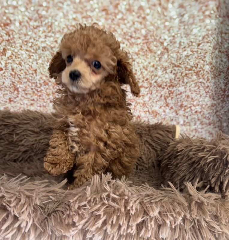 Asian x toy poodle