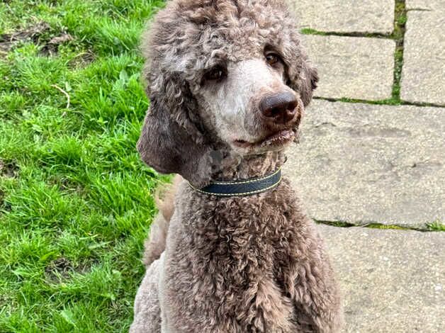 Poodle puppies for sale in Buxton, Derbyshire – KC registered, 1 year old - Image 1 of 5