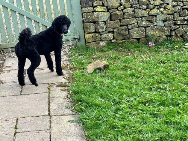 Poodle puppies for sale in Buxton, Derbyshire – KC registered, 1 year old - Image 2 of 5