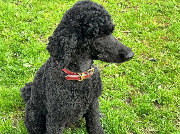 Poodle puppies for sale in Buxton, Derbyshire – KC registered, 1 year old - Image 3 of 5
