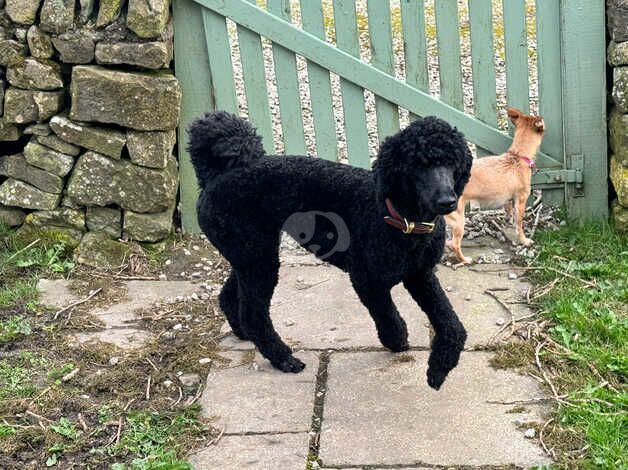Poodle puppies for sale in Buxton, Derbyshire – KC registered, 1 year old - Image 4 of 5