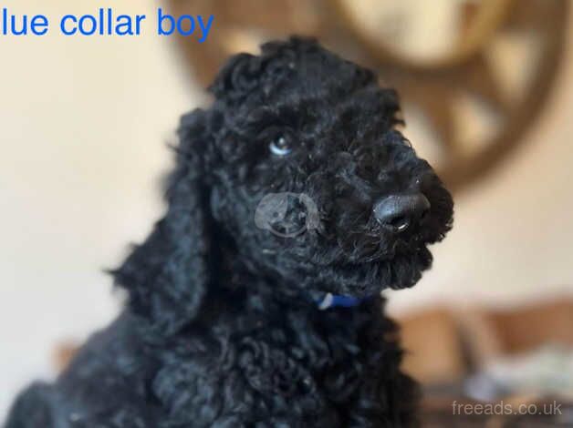 Poodle puppies for sale in Buxton, Derbyshire – KC registered, 1 year old - Image 5 of 5