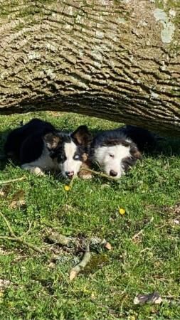Poodle puppies for sale in Fishguard / Abergwaun, Dyfed – 1 year old - Image 2 of 5