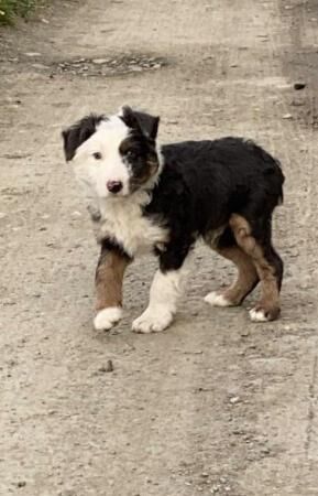 Poodle puppies for sale in Fishguard / Abergwaun, Dyfed – 1 year old - Image 3 of 5