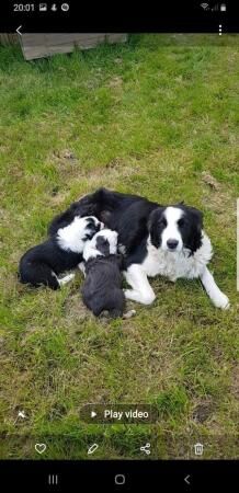 Poodle puppies for sale in Fishguard / Abergwaun, Dyfed – 1 year old - Image 4 of 5