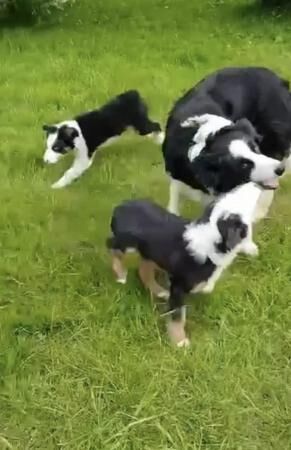 Poodle puppies for sale in Fishguard / Abergwaun, Dyfed – 1 year old - Image 5 of 5